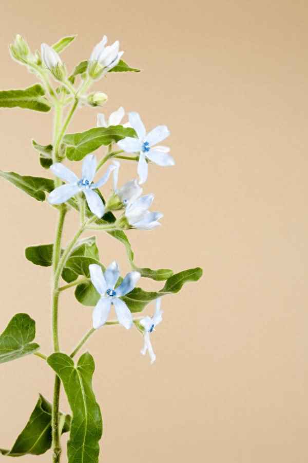 尘风不碍汎千里卓立人间待有期,尘风不散