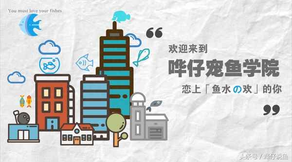 三湖慈鯛閃電戰神兇嗎—三湖慈鯛藍斑馬和閃電戰神區別