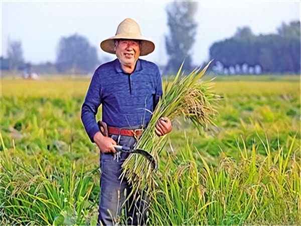 全国稻谷价格一览表、现在稻谷的价格