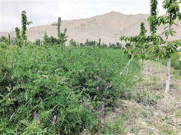 我愿化作春泥更护花;我愿化作春泥更护花是什么意思