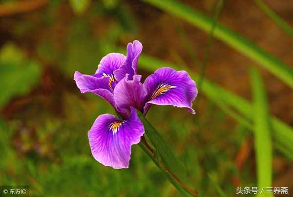 春风得意与走马观花的含义(春风得意走马观花成语故事)