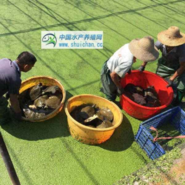 黃甲魚黑甲魚哪個營養高-黃甲魚好還是黑甲魚好