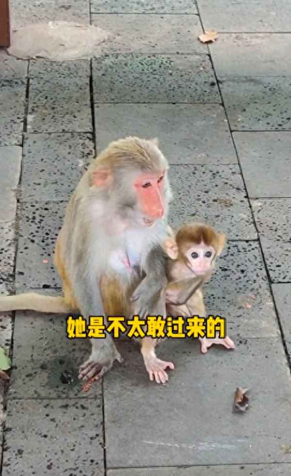 三亞猴島有什么好玩的-三亞猴島的門票多少錢