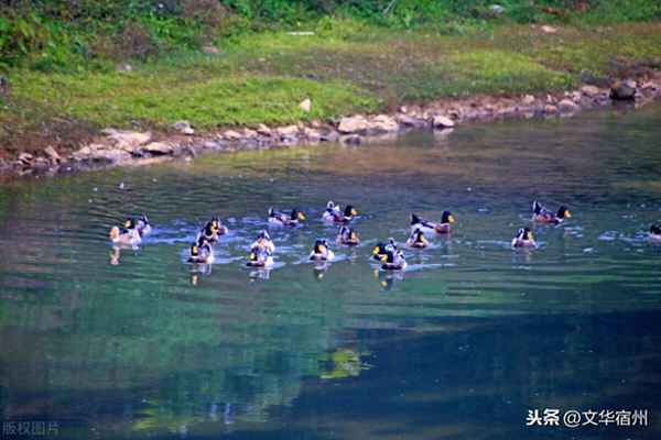 春江晓景还是春江晚景-惠崇《春江晓景》古诗