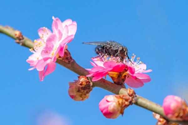 一枝<font color=red>红杏</font>出墙头全诗译文-一枝<font color=red>红杏</font>出墙头什么意思