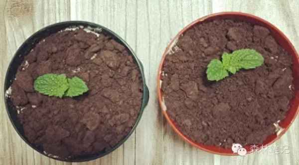 盆栽冰淇淋的盆在哪里買的—冰淇淋苗木