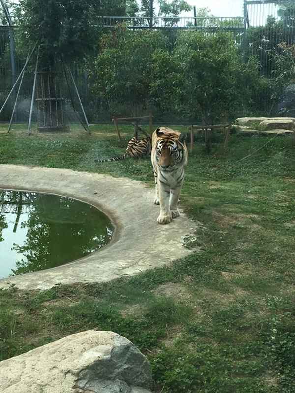 上方山國家森林動物園地圖;上方山森林動物世界游覽圖