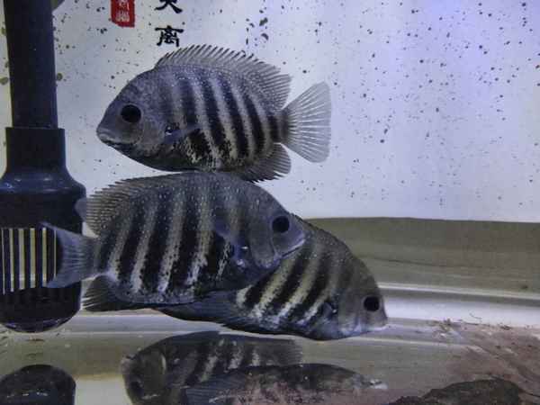 帝王虎斑菠蘿魚能和什么魚混養—帝王虎斑菠蘿吃小魚嗎