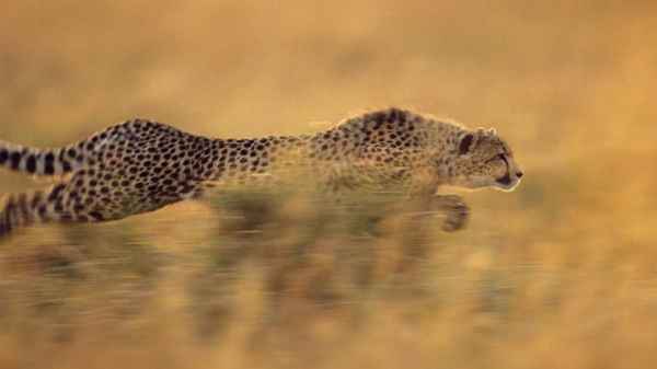 什么動物比獵豹跑得快、什么動物比獵豹跑得快第一自然段主要介紹了什么