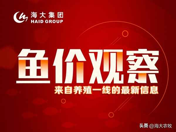 海鱸魚(yú)價(jià)格一斤多少錢(qián)2023年-海鱸魚(yú)價(jià)格2021年市場(chǎng)價(jià)