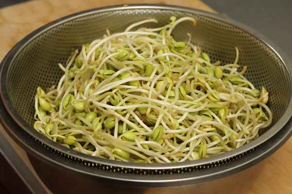 家庭黃豆芽制作方法,家庭黃豆芽制作方法大全