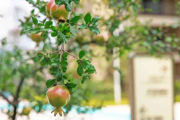 当时只道是寻常全诗翻译-当时只道是寻常全文阅读