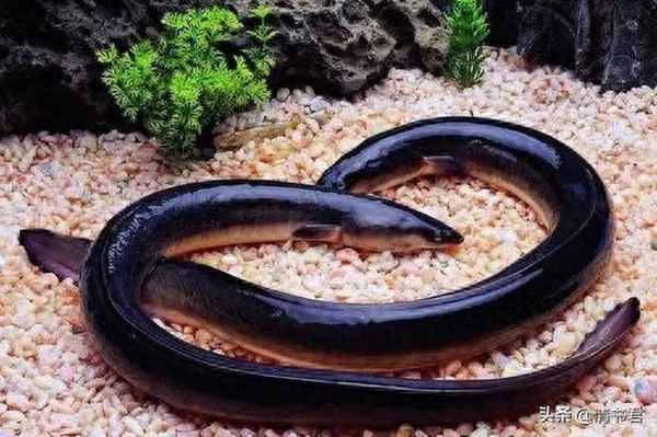 三種人不能吃鰻魚,吃鰻魚的好處和壞處