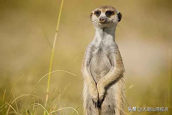 世界十大野生動物園;野生動物世界排名