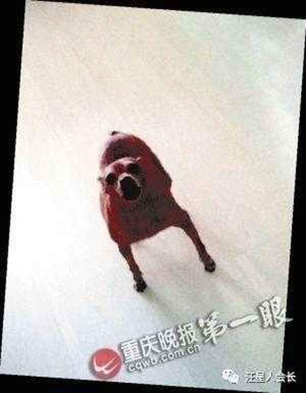 怎么避免馬蜂回來報仇、殺死馬蜂的最佳辦法