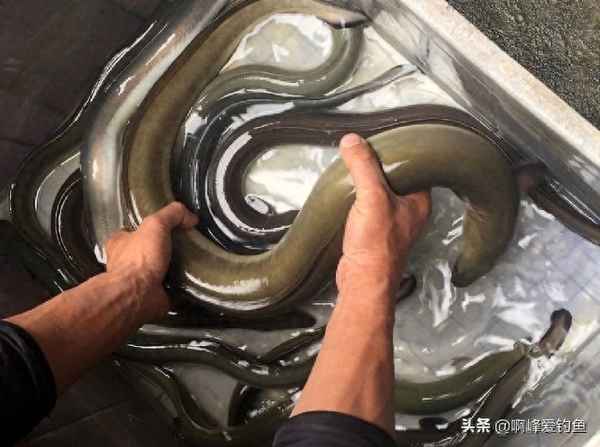 海鰻與河鰻的區(qū)別—海鰻和河鰻的區(qū)別是什么