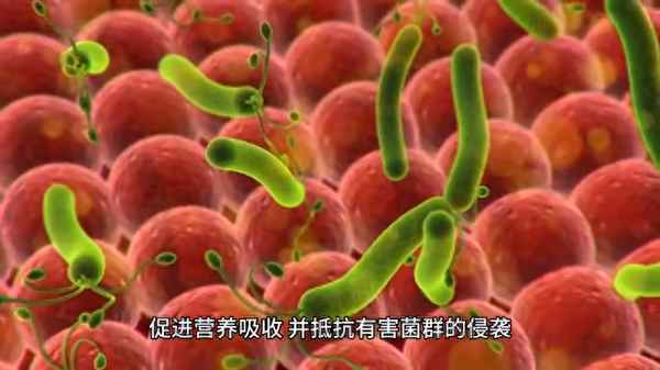 微生物與人類(lèi)健康答案-微生物與人類(lèi)健康答案2021