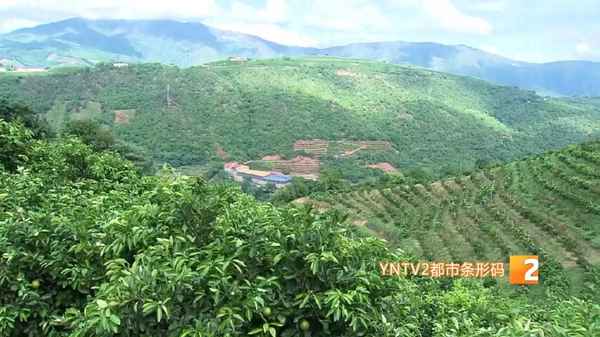 云南玉溪桔子產(chǎn)地、云南玉溪柑橘基地