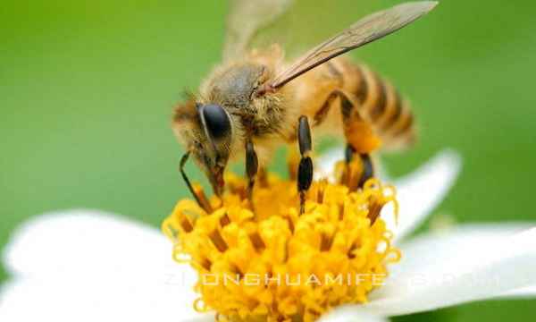 最新养蜂法律法规、养蜂暂行规定