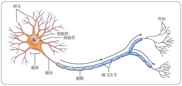 生物神經調節筆記—生物神經調節知識點