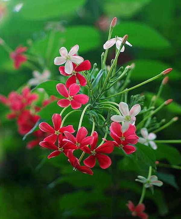 健康的花語;代表健康的花語