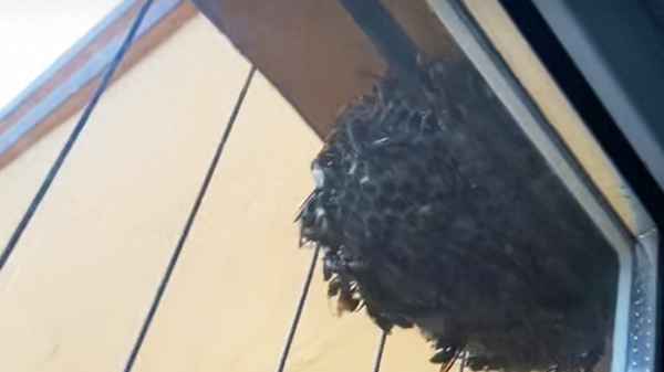 怎么赶走室内的蜜蜂-怎么赶走室内的蜜蜂窝