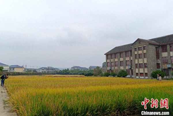 杂交水稻的发源地_杂交水稻发源地在哪个学校