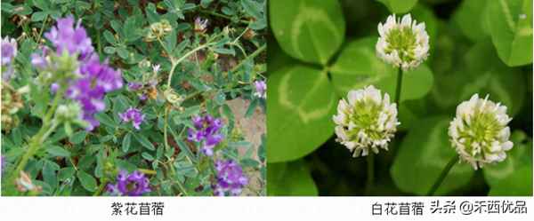 兔子可以吃燕麦草为主食吗;兔子能吃燕麦草吗