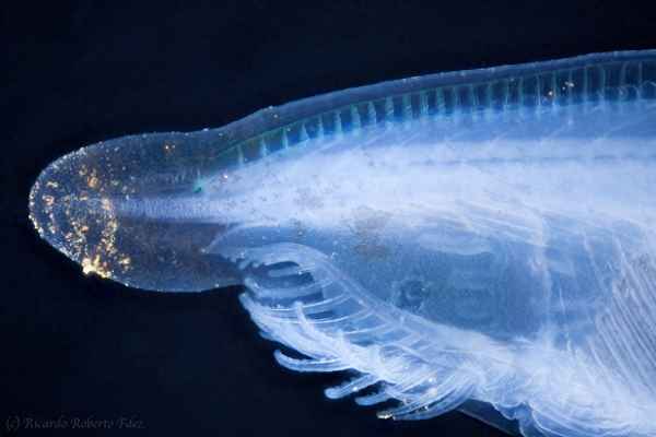 文昌魚怎樣做才好吃-文昌魚怎樣做才好吃視頻