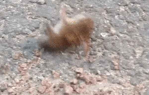 杀死蜂王蜜蜂会报仇吗—蜜蜂打架会杀死蜂王吗