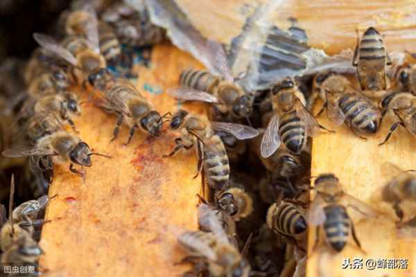 蜜蜂打架解决方法视频;蜜蜂打架解决方法视频大全