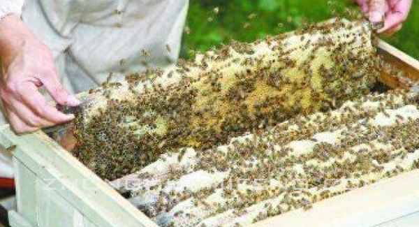 蜂箱内隔板正确摆放图片—蜂箱内隔板正确摆放图片大全