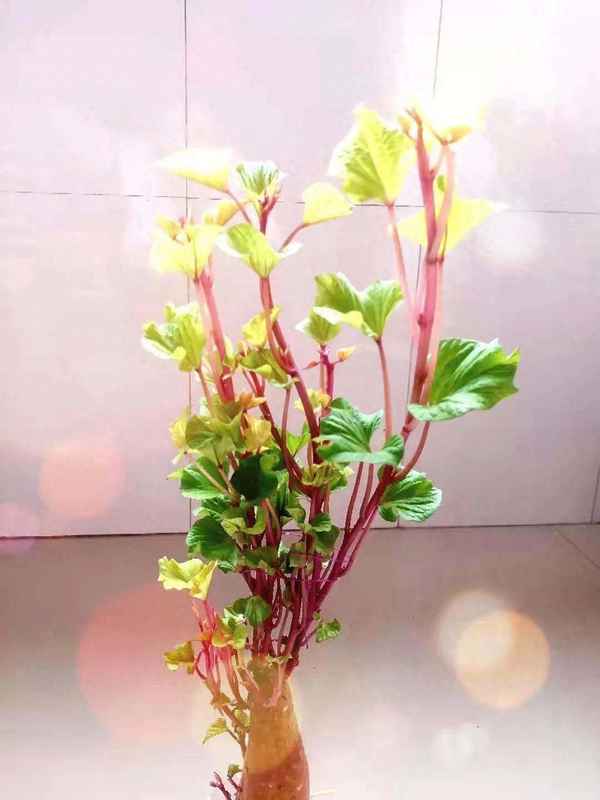 望洞庭诗句的意思—望洞庭诗句的意思是什么