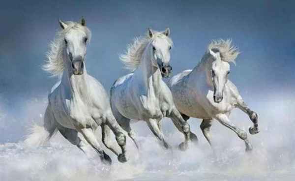 金轮股份2023年目标价多少,金轮股份2022目标价