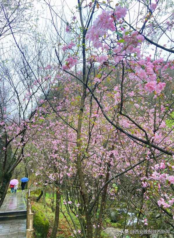 牛背梁門票多少錢一張(牛背梁票價)