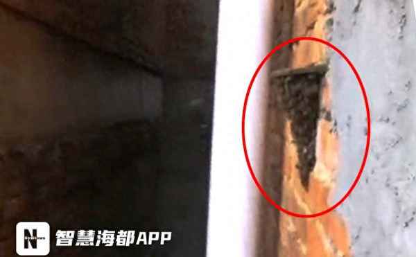 家里無緣無故出現蜜蜂怎么辦—家里莫名出現蜜蜂