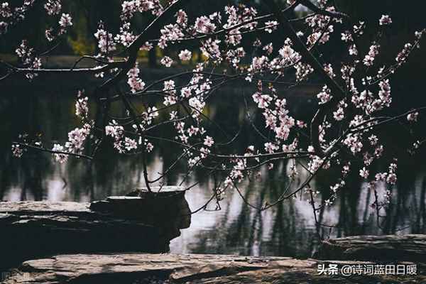 桃之夭夭灼灼其华全诗及译文;桃之夭夭灼灼其华全诗及译文拼音