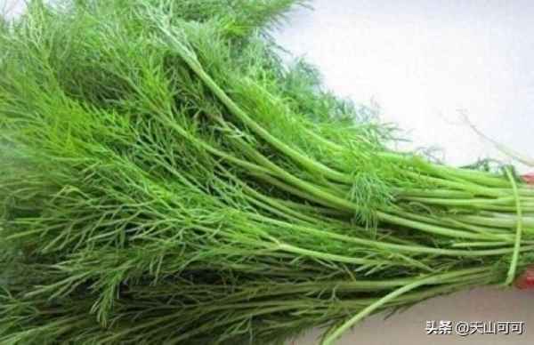 茴香餃子最忌諱二樣調料,茴香晚上吃相當于吃