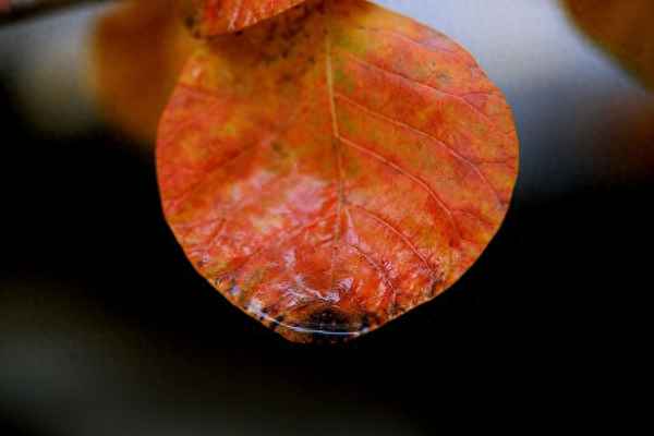 草木黄落是什么意思-草木黄落是什么意思呀