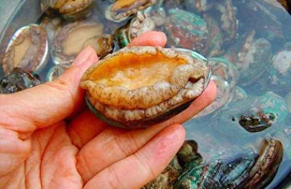 大鮑魚多少錢一個;大鮑魚多少錢一個啊
