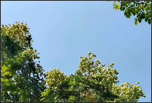 朱元璋菊花诗原文,朱元璋题菊花