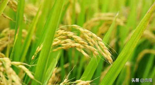 倾辰落九霄笔趣阁_倾辰落九霄分解阅读