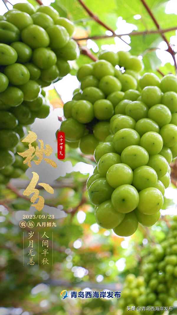 天地藏秋意清风拂落叶—天地藏秋意清风拂落叶什么意思