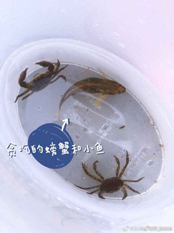 梦到捉螃蟹是什么征兆 女性,梦捉螃蟹好不好?