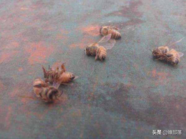 爬蜂是什么原因引起的-爬蜂病是什么原因引起