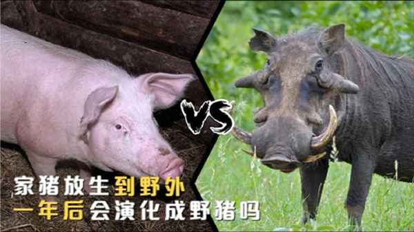 野猪是怎么形成的—野猪是怎样形成的