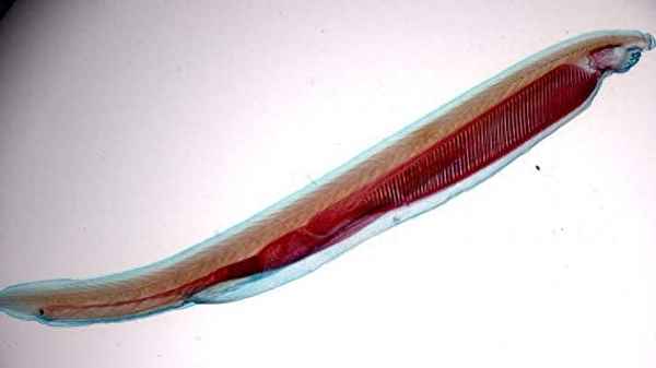 文昌魚幾級保護(hù)動物、文昌魚珍貴嗎
