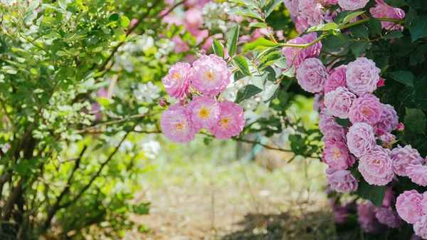惜春之情油然而生,惜春的译文