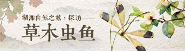 青草池塘处处蛙上一句—青草池塘处处蛙上一句是什么