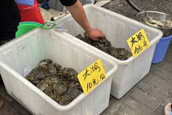 上海大闸蟹卖千元一只;上海大闸蟹卖千元一只的店